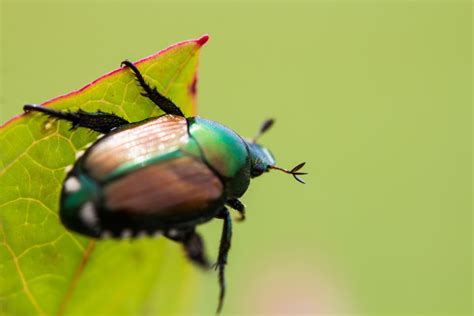 Japanese Beetles Eating Your Plants How To Control Them Home