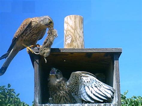 El cernícalo vulgar (falco tinnunculus) es una especie de ave falconiforme de la familia falconidae extendida por europa, asia y áfrica, y de manera accidental en américa, caribe e indonesia. Cernícalo común cebando una cría (FOTO: Grefa).