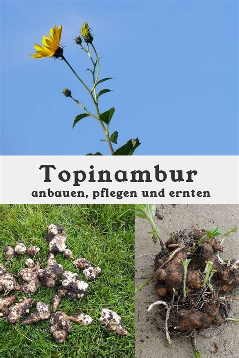 Maybe you would like to learn more about one of these? Topinambur ist ein wahres Wundergemüse. Wie er angebaut ...