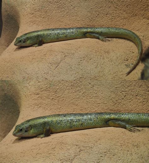 96718 (for references in articles please use ncbi:txid96718). Major skink (Bellatorias frerei), 2020-05-24 - ZooChat