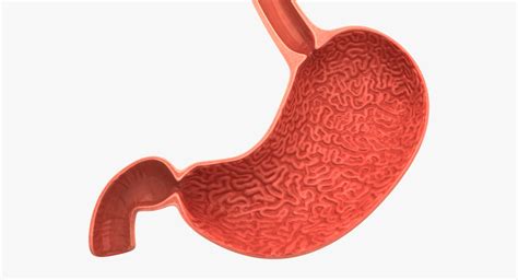 Many important blood vessels travel through the abdomen, including the aorta, inferior vena cava, and. Stomach anatomy model - TurboSquid 1212747