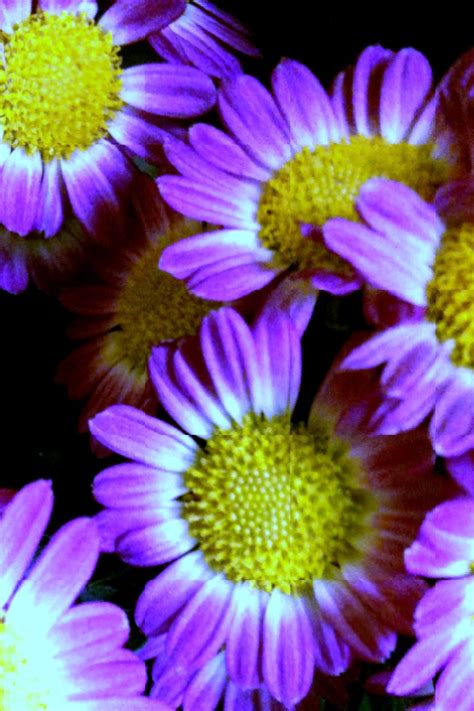 In many cultures, purple is the color of death or mourning. The Helpful Art Teacher: COLOR THEORY 101