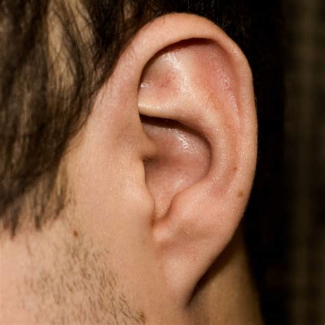 Attached Earlobe Stock Photos Pictures And Royalty Free Images Istock