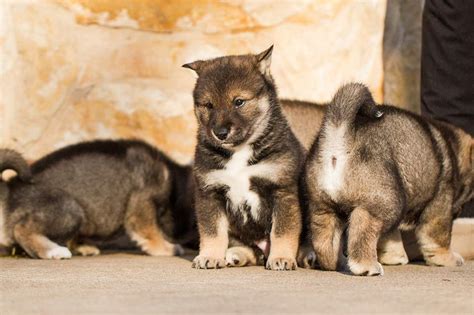 Shikoku Puppies For Sale Kennel V D Egmato From 1997