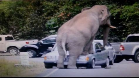 Elephants Attack Cars And Shops In Thailand