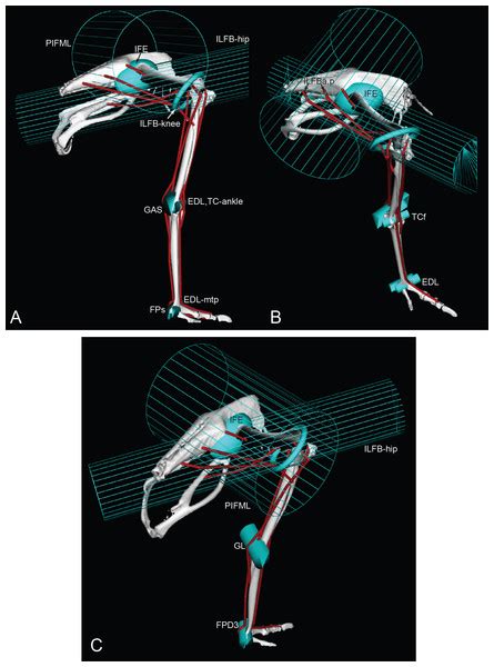 The 3 main muscle groups we will focus on are the quadriceps, hamstrings, and glutes. Musculoskeletal modelling of an ostrich (Struthio camelus) pelvic limb: influence of limb ...