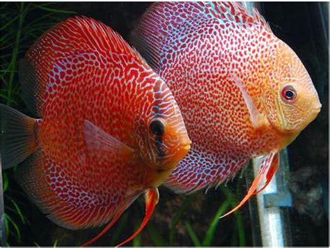 .diskusfisch discus fish discus fisch breeding breed baby fish jungfische züchten aquarium schönes aquarium riesenaqurium zuchtanlage diskusfisch discus fish. Thailand Snakeskin Discus Fish | Arizona Aquatic Gardens