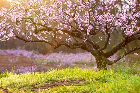Trees & shrubs native in iowa common name scientific name mature height growth rate shade tolerance natural habitat / soils / sites uses / limitations ft m hackberry celtis occidentalis 60 18 slow intermediate moist low woods; Yard and Garden: Handling Early-Flowering Trees and Shrubs ...