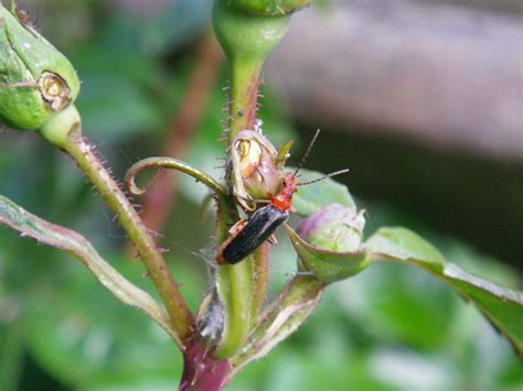 Magpies are averse to strong odours. I'm In The Garden Today: Good Garden Bugs