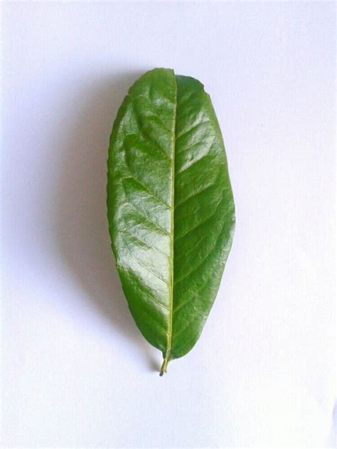 Laurel Leaf  Laurel leaves, Plant leaves, Leaves