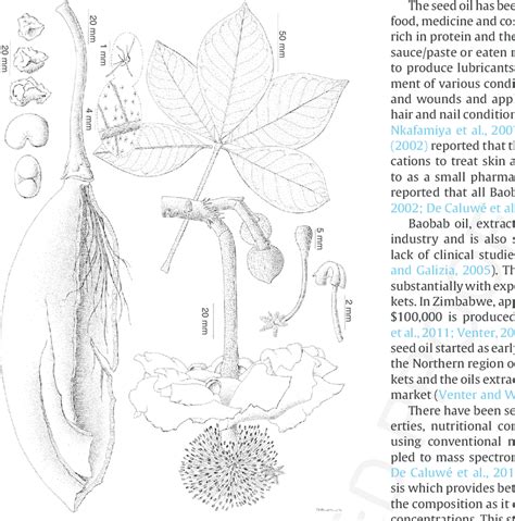 Free for commercial use no attribution required high quality images. Botanical line drawing illustrating the diagnostic ...
