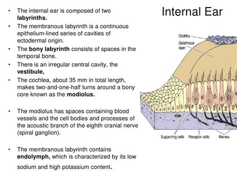 Histology of ear