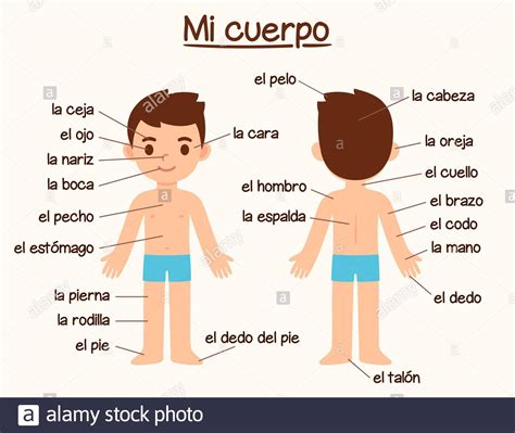 Mi Cuerpo Diagrama De Partes Del Cuerpo Humano En Español Para El