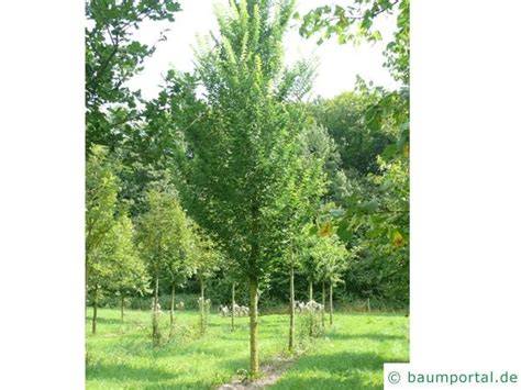 Ulmus glabra, the wych elm, or scots elm, has the widest range of the european elm species, from ulmus glabra. Berg-Ulme | Ulmus glabra