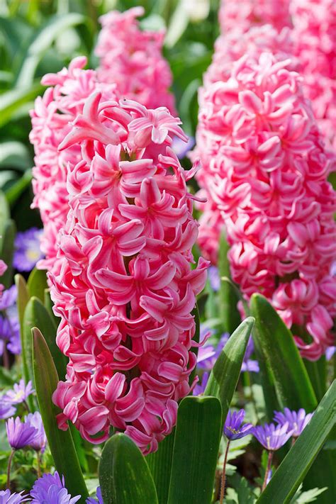 When looking for spring bulbs check out your local garden centers. Bulb Crazy | Plan A Spring Bulb Garden Now | The Garden Glove