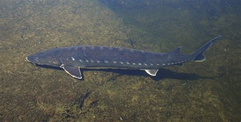 A wide variety of sturgeon options are available to you, such as variety, style. Species Spotlight: Shortnose sturgeon | Mass.gov
