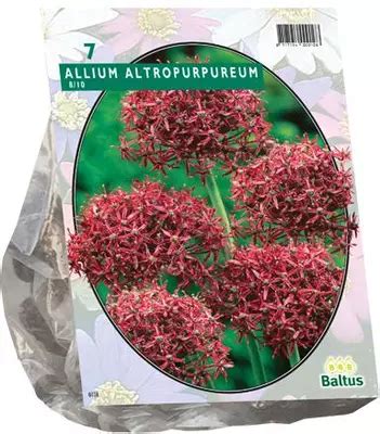 Allium Atropurpureum Per Kopen Tuincentrum Osdorp