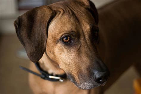 Rhodesian Ridgeback Growth Chart Puppy To Adult Size Guide