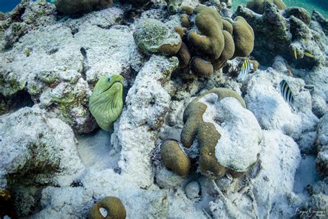 Like other true eels, the. SEA SERPENT | GREEN MORAY EEL - Bryan Gregson Photography