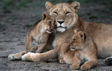 Living In Grace Blog A Lioness And Her Cubs
