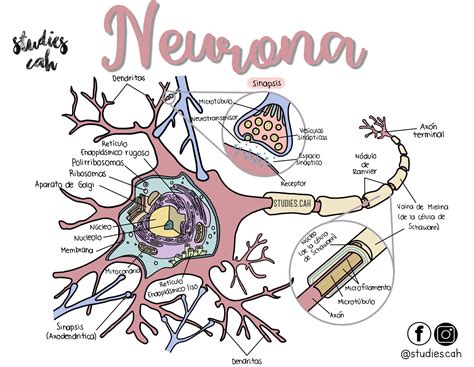 Neurona Anatom A M Dica Anatom A Anatomia Y Fisiologia Humana Free