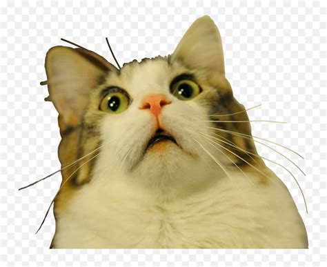 Cat Scared Espanto Susto Sticker Cat Omg Meme Emojiscared Cat Emoji