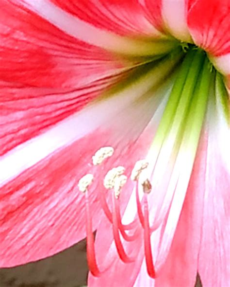 Amaryllis Lily Hippeastrum Sp 3 P L Tandon Flickr