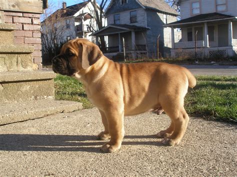 South african mastiff, south african boerboel. Remy The South African Boerboel: January 2012