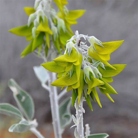 There Is A Flower That Has Petals That Look Like Little Hummingbirds