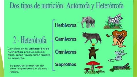 Heterotrofos Que Organismos Son Nutricion Clasificacion Ejemplos Images