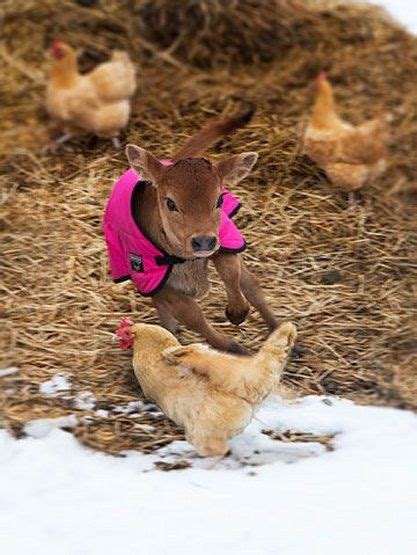 We did not find results for: 342 best Jersey Cows images on Pinterest | Cow, Farm ...