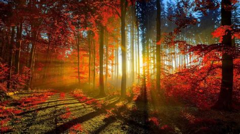 Home > amazing wallpapers > page 3. Autumn Red Forest Rays Ultra Hd Wallpaper 3840x2160 ...
