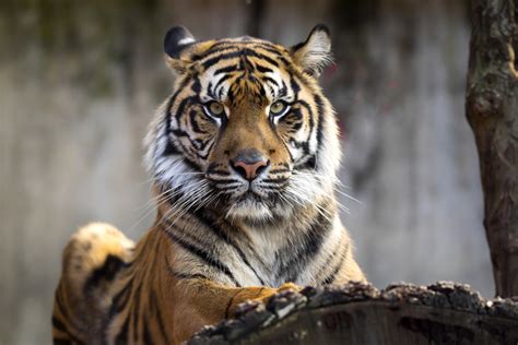 Top 10 Unique Wild Animals in Indonesia | ICS Travel Group