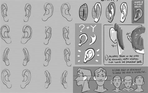 Character Anatomy Ears Character Design Character Design