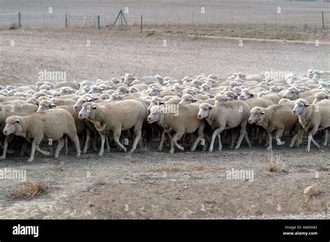 Merino Sheep South Africa Cape Hi Res Stock Photography And Images Alamy