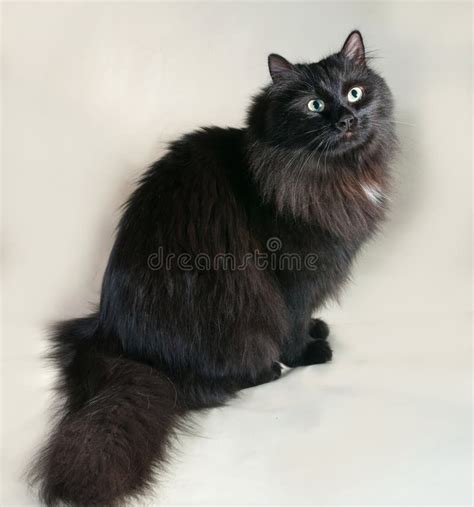 Fluffy Black Cat With Green Eyes Sitting On Gray Stock Image Image Of