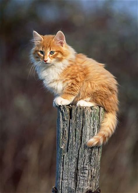 Norwegian Forest Kitten Norwegian Forest Cat Norwegian