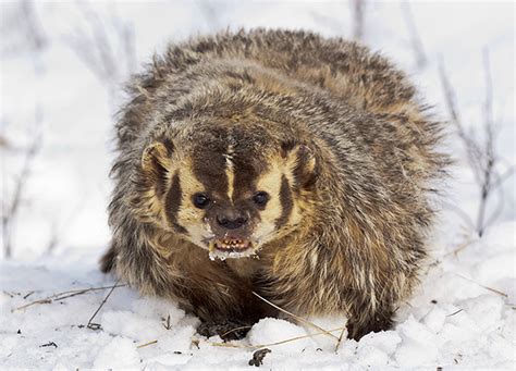 American Badger Facts History Useful Information And