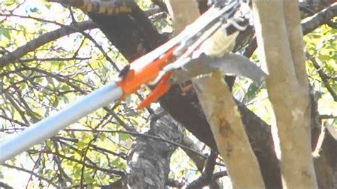 How To Cut A Tree Branch Without A Ladder For 37 Bunnings Hortex Pole