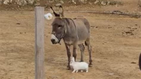 Rescue Bunny Absolutely Adores His New Donkey Friends Youtube