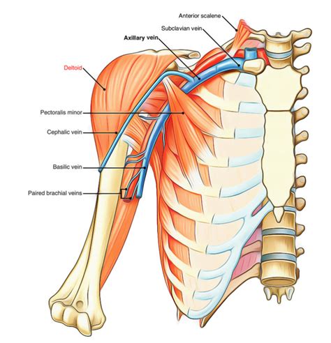 Deltoid Muscle Earths Lab