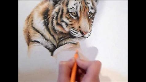 Speed Drawing How To Draw A Tiger Cub In Colour Pencils Animal Drawings