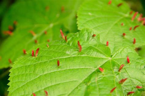 What your neighbours are saying. Lawn Mite Treatment Denver, CO | Lawn Mite Control