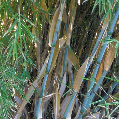 Fargesia Blue Dragon Vente Bambou Bleu Non Traçant