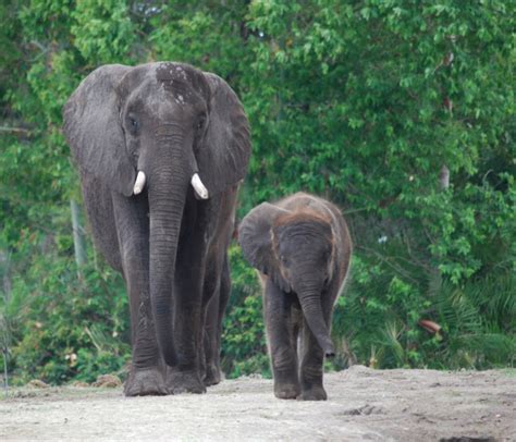 Wildlife Wednesdays First Birthday For Baby Elephant Luna