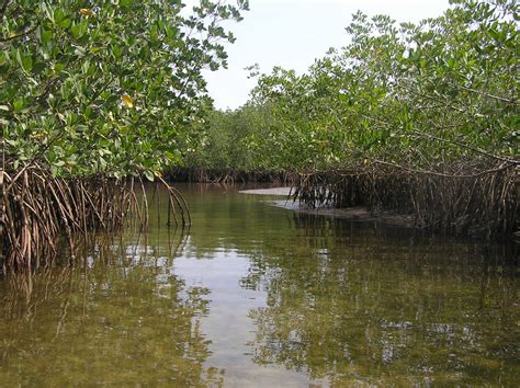 Coastal Wetlands And Mangroves A Natural Climate Solution Pathway To