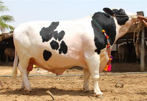Punjab Cattle Farm Bakra Eid Images And Photos