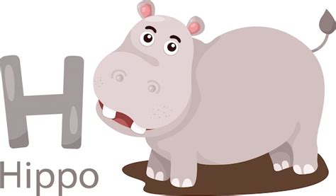 Ilustración Del Alfabeto Animal Aislado H Para Hipopótamo Vector Premium