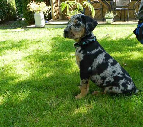 Dieser bildet aber keine eigene rasse: Louisiana Catahoula Leopard Dog