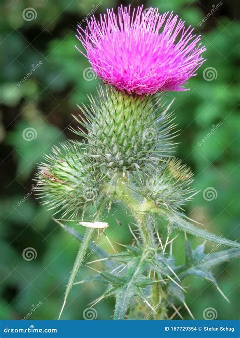 Blooming Canadian Thistle Close Up Stock Photo Image Of Flowers